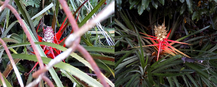 [Two images spliced together. The plant has long thin reddish spikes similar to aloe. In the center is a bloom. On the left, is a view through a chain link fence. The center bloom has white petals with maroon tips. The bloom is stacked in about seven layers. On the right are dried out brown petals in the center where the bloom was. ]